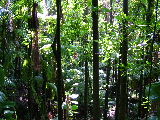 Rainforest
